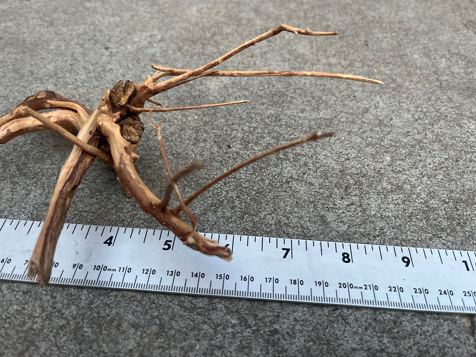 Thumbnail: 7.5" Spider Wood #49