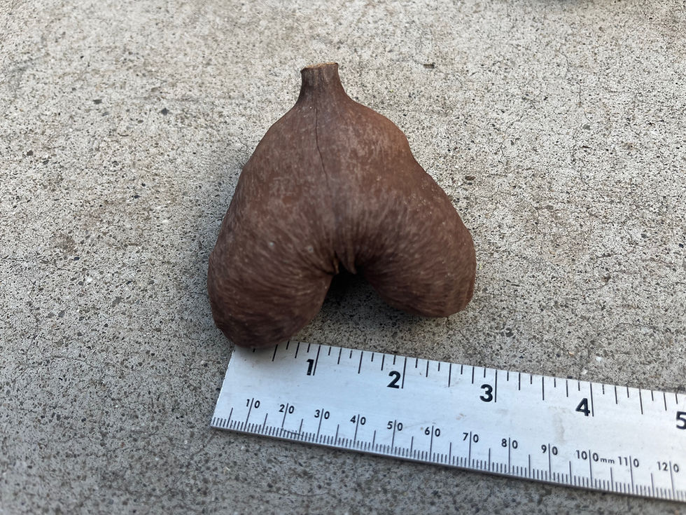 Thumbnail: Badam Seed Pod