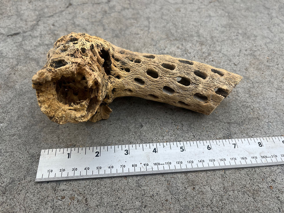 Thumbnail: 7" Cholla Wood #44