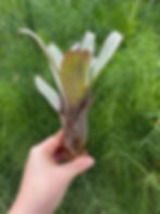 Vriesea saundersii