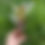 Thumbnail: Vriesea saundersii