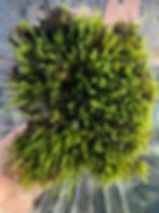 Thumbnail: 32oz Hedwigia Ciliate Moss, Live