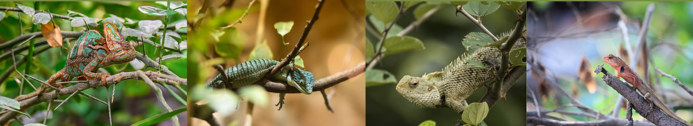 Chameleon, Emerald tree skink, Chinese water dragon, lizard in tree