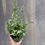 Thumbnail: Pteris ensiformis 'Evergemiensis', Silver Lace Fern 4.5"