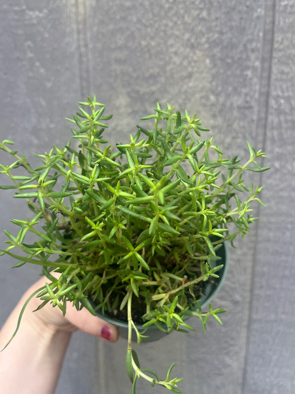 Thumbnail: 4" Bonsai crassula, Crassula sarcocallis