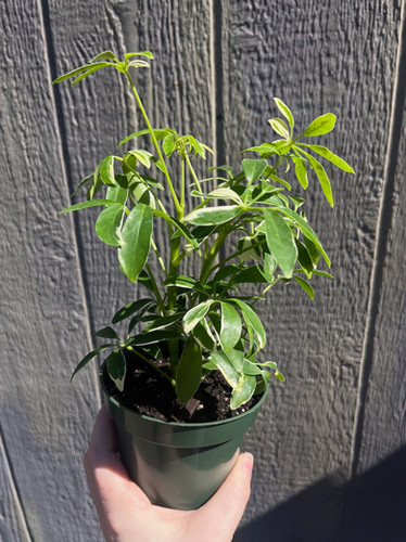paddle plant succulent Paddle Plant