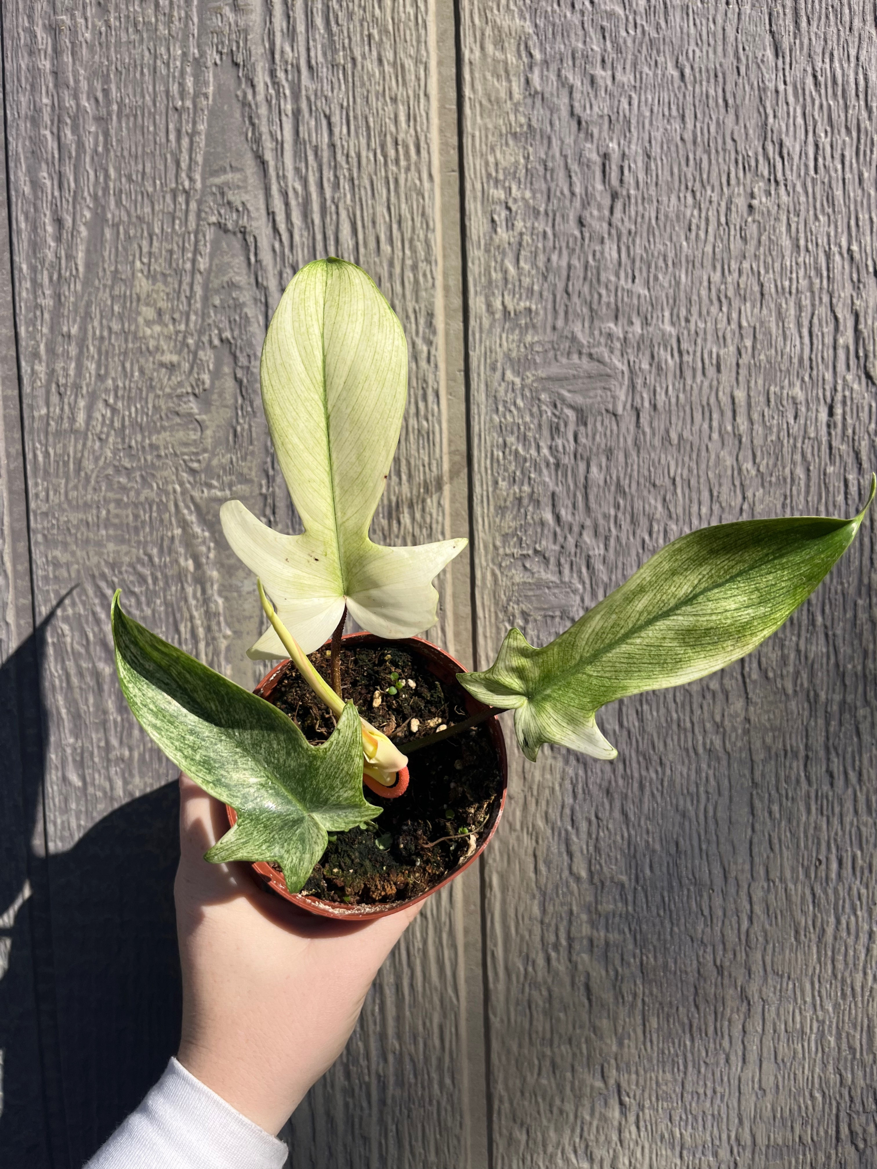4" Philodendron Flordia Ghost