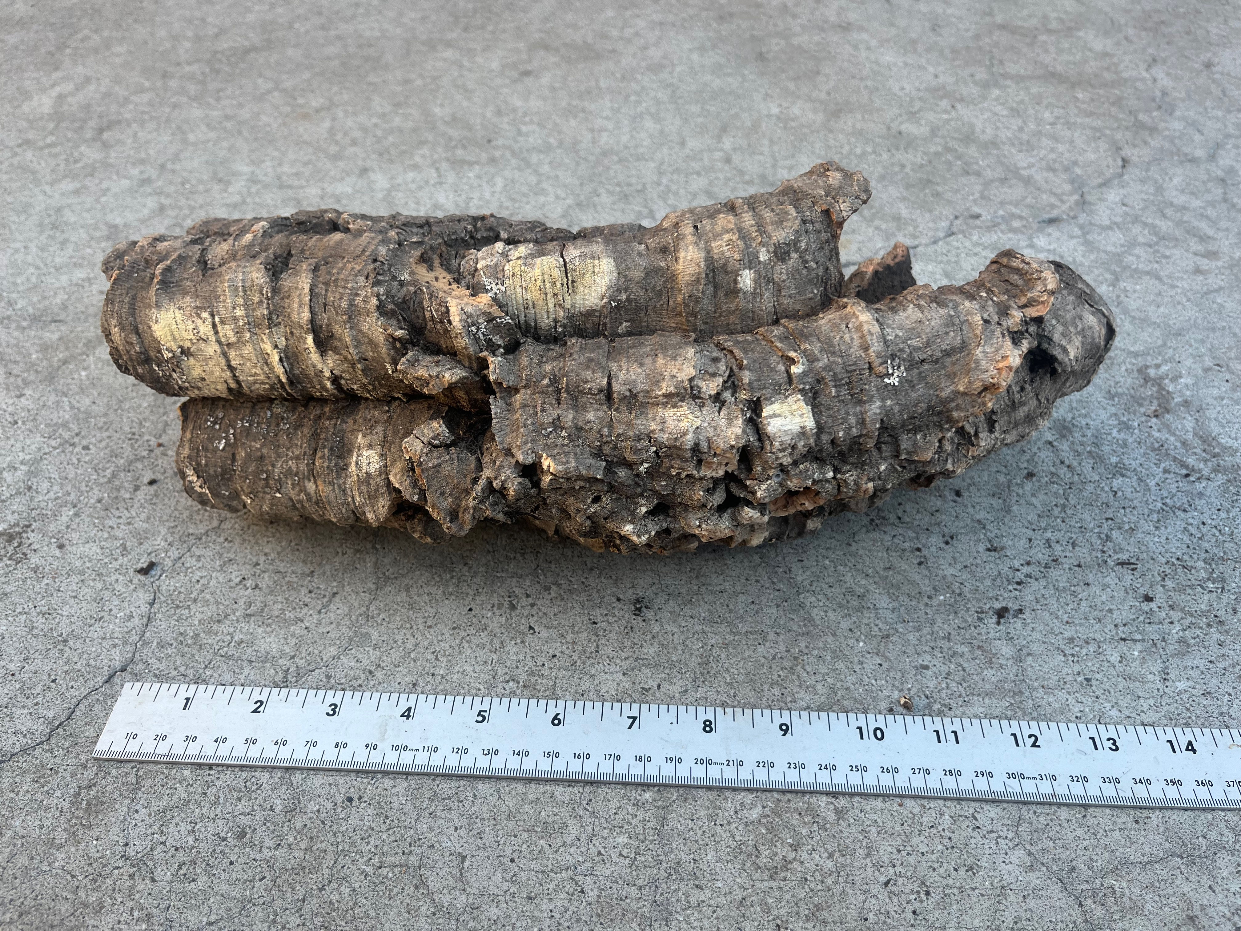 12" Cork Bark Tube #43