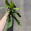 Thumbnail: 4" Staghorn Fern, Platycerium netherlands