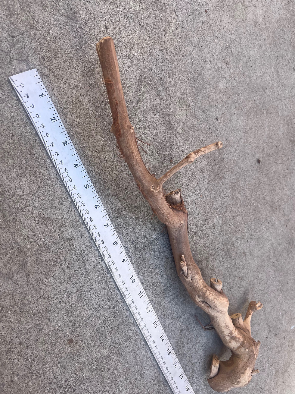 Thumbnail: 20" Grape Wood Branch #48
