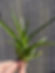 Catopsis subulata, Bromeliad