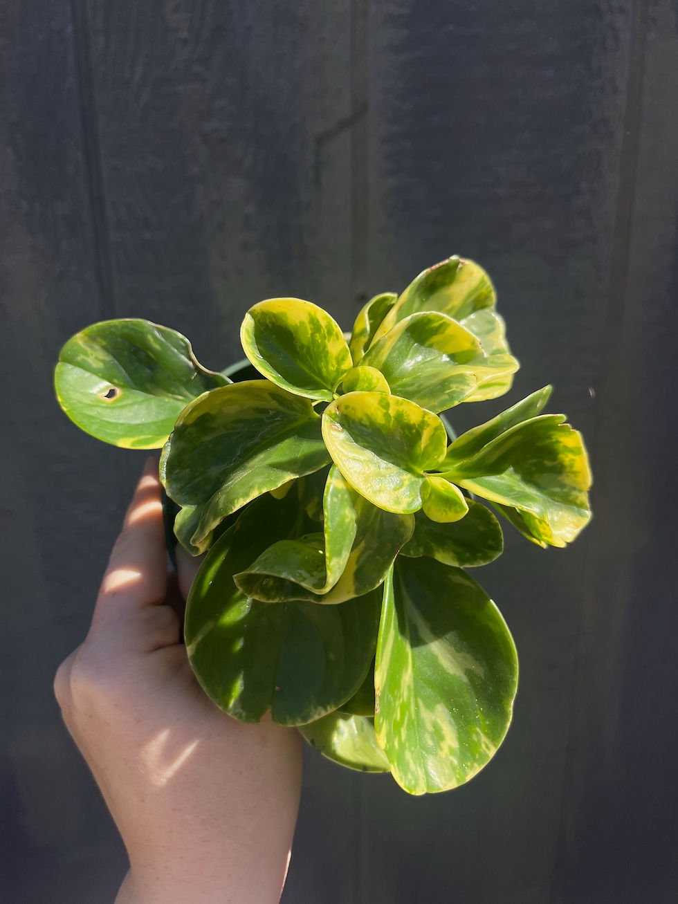 Thumbnail: 4" Peperomia obtustifolia 'Marble'