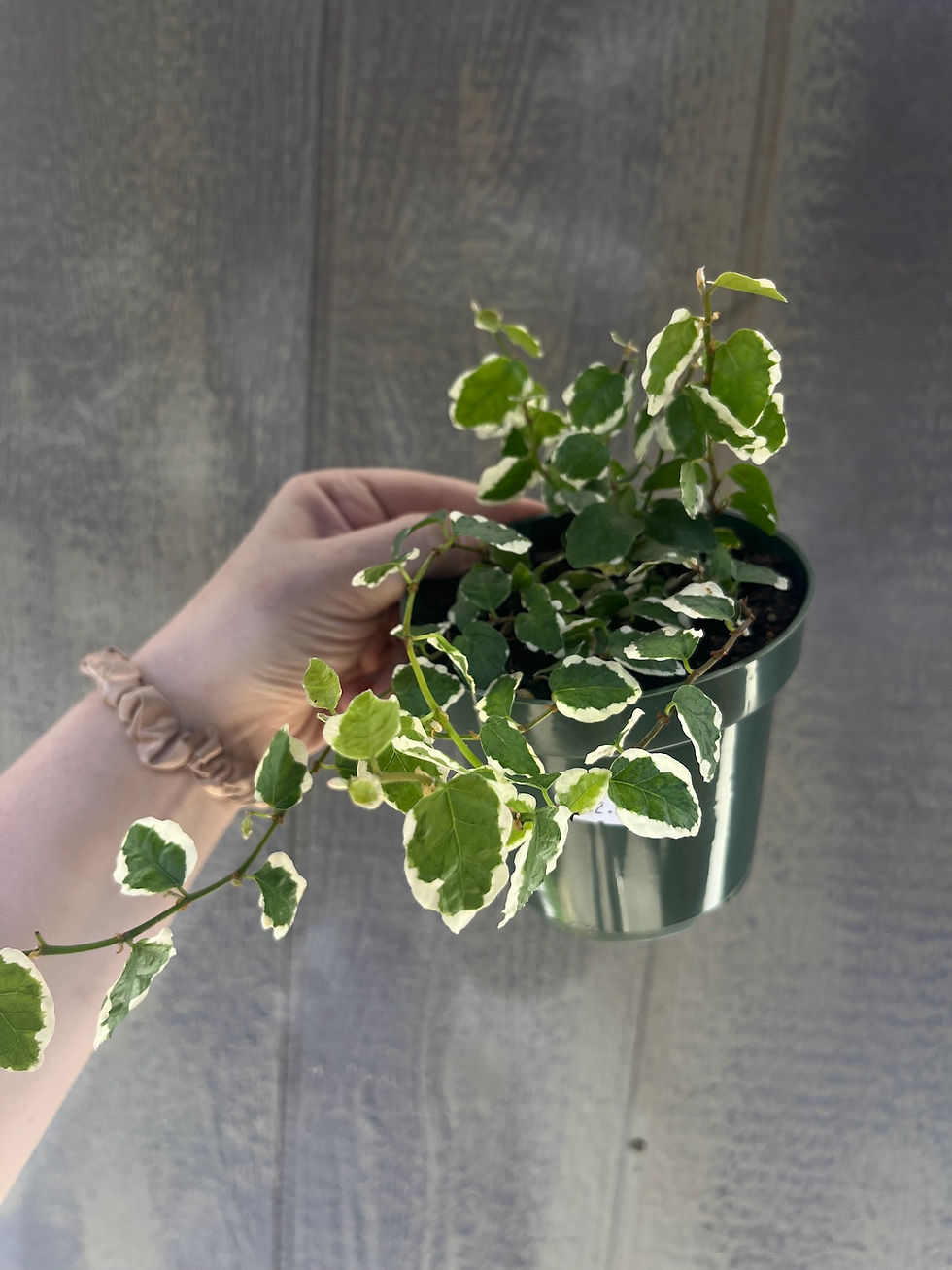 Thumbnail: 4" Ficus repens, Variegated