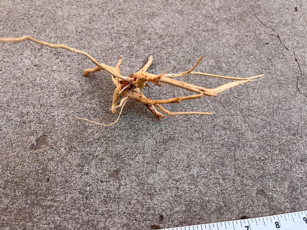 Thumbnail: 7" Spider Wood #54