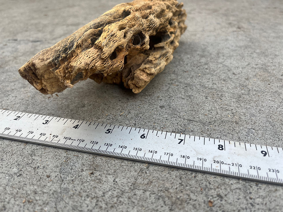 Thumbnail: 9" Cholla Wood #45