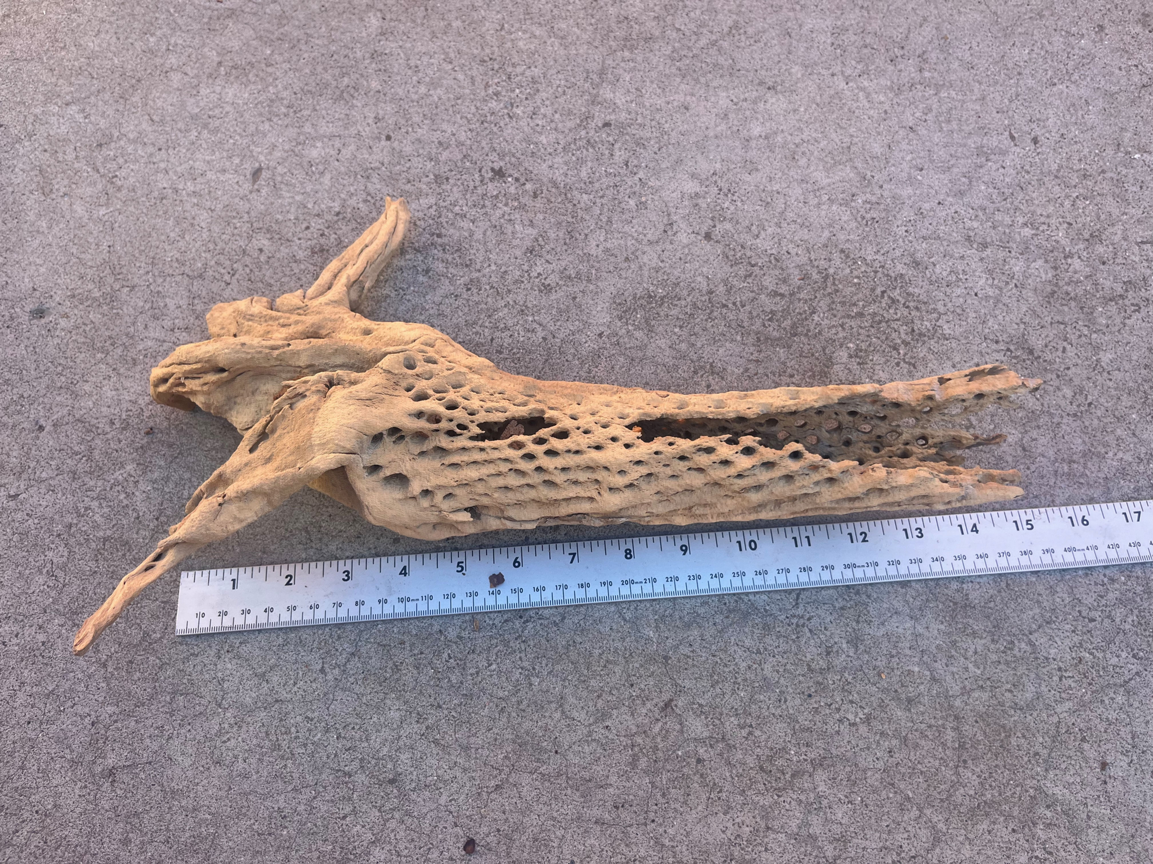 15" Cholla Wood #60