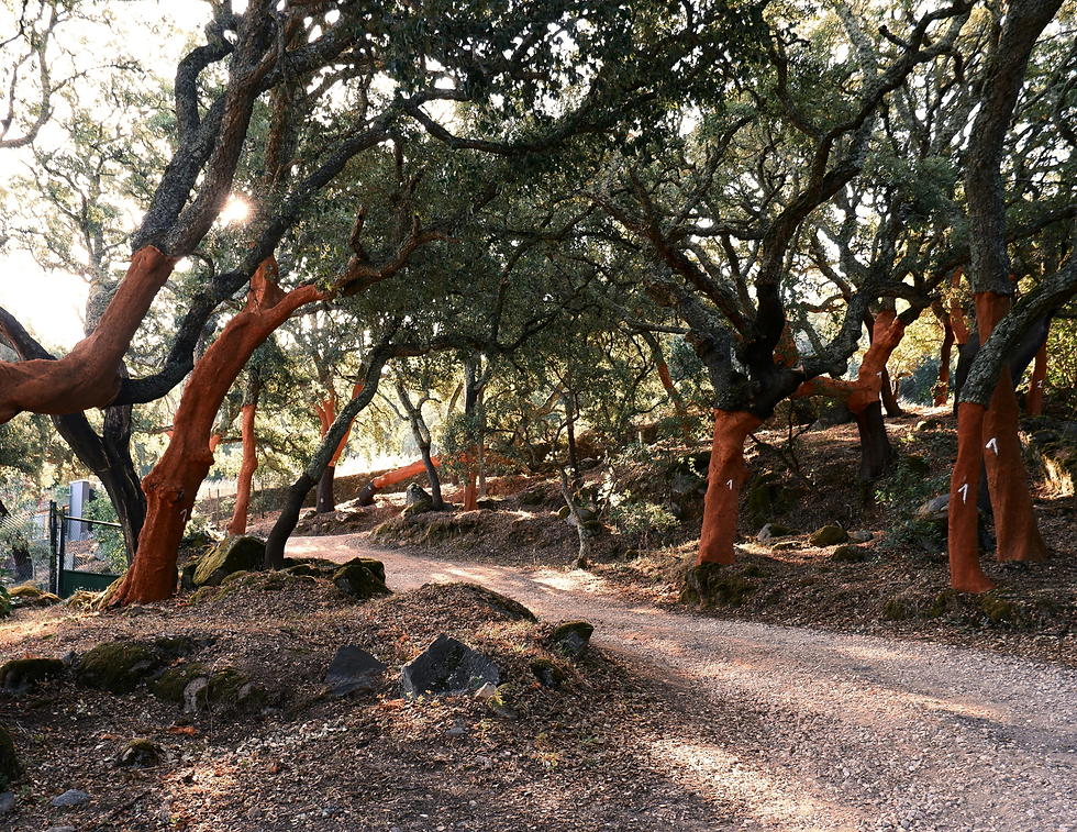 Cork oak grove