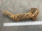 Thumbnail: 11" Cholla Wood #53