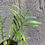 Thumbnail: 4"Philodendron Tortum