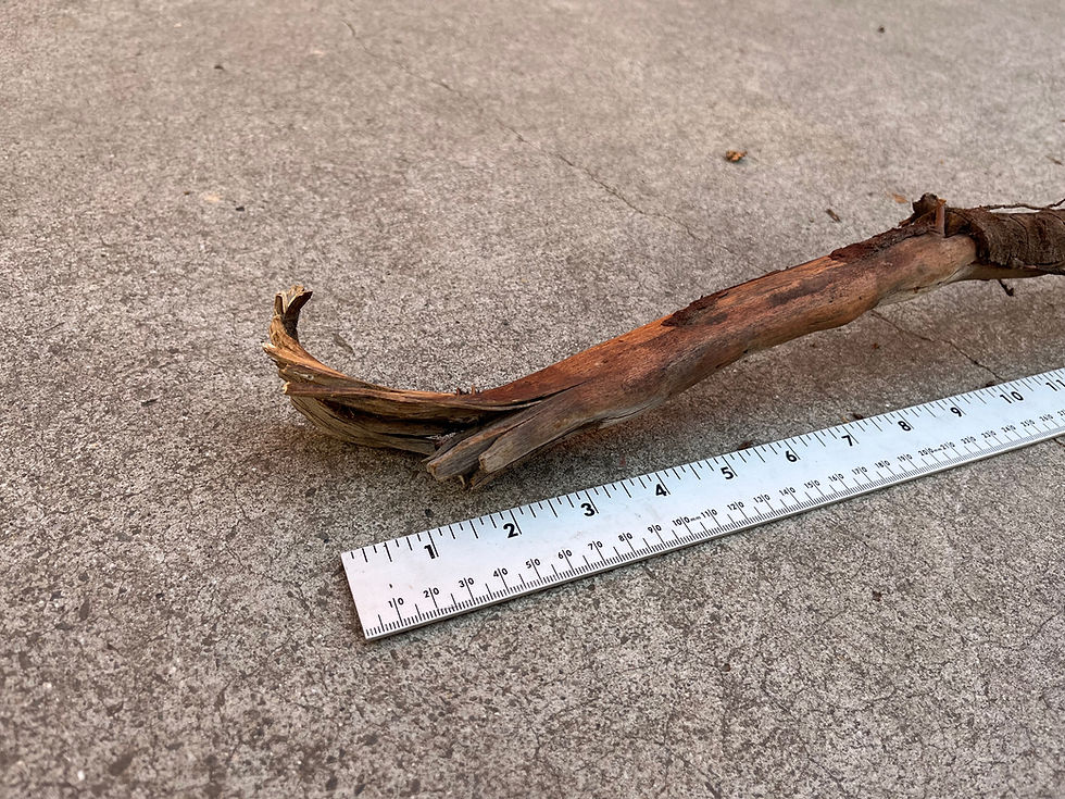 Thumbnail: 23" Aged Wood-Roots #6