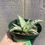 Thumbnail: Aloe d'worth 4"