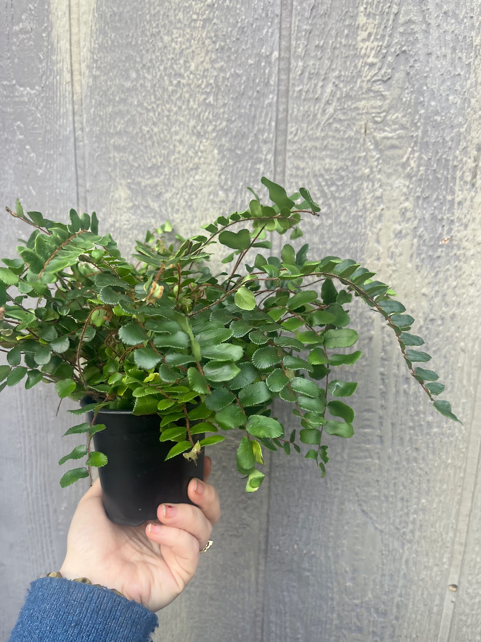 Thumbnail: Button Fern  (Pellaea rotundifolia) 4"