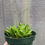 Thumbnail: Aloe juvenna hybrid, Tiger tooth Aloe, 4.5"