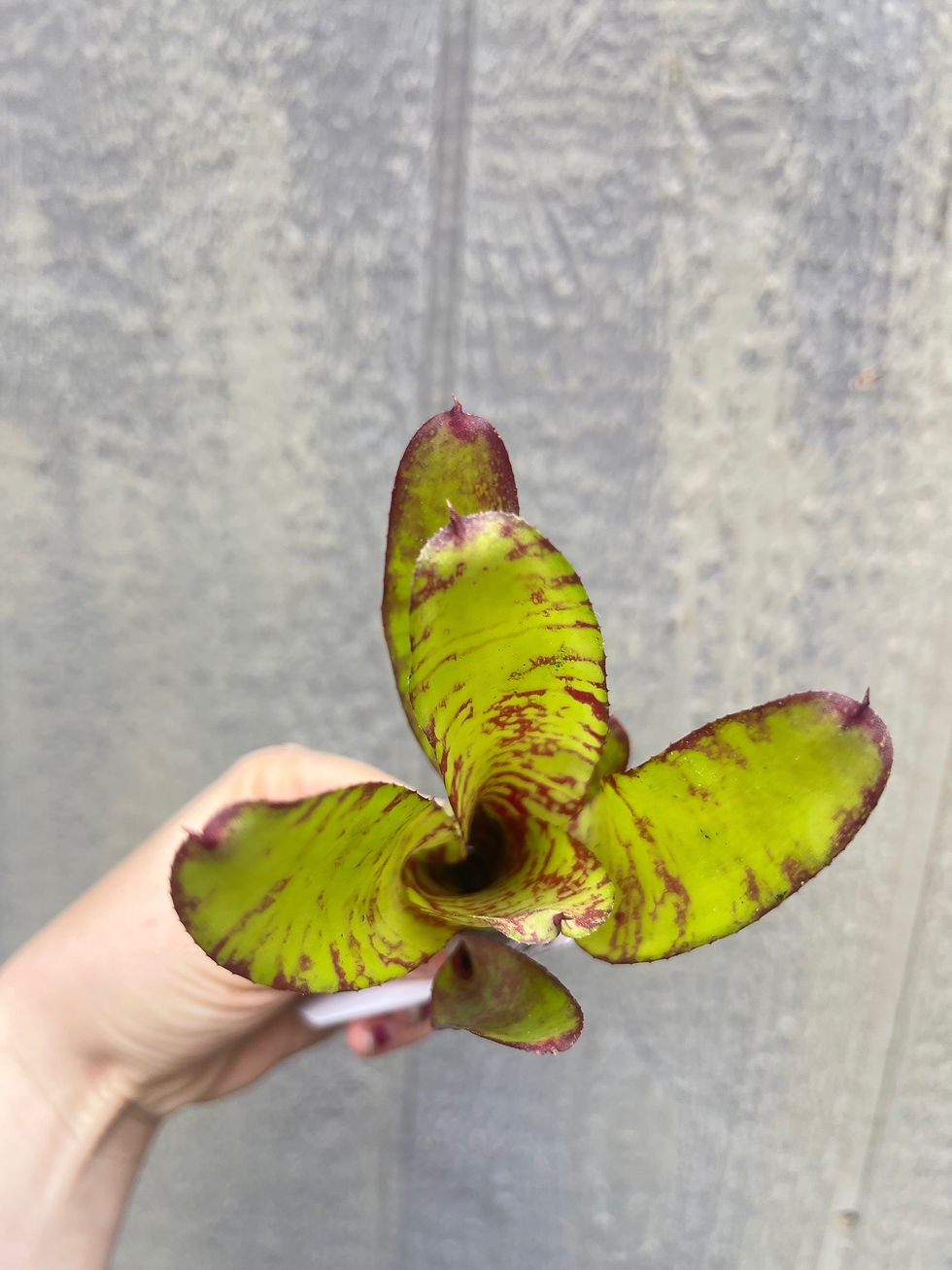 Thumbnail: Bromeliad neoregelia 'Ghost World'