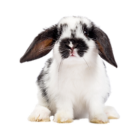 Untitled design (11).png