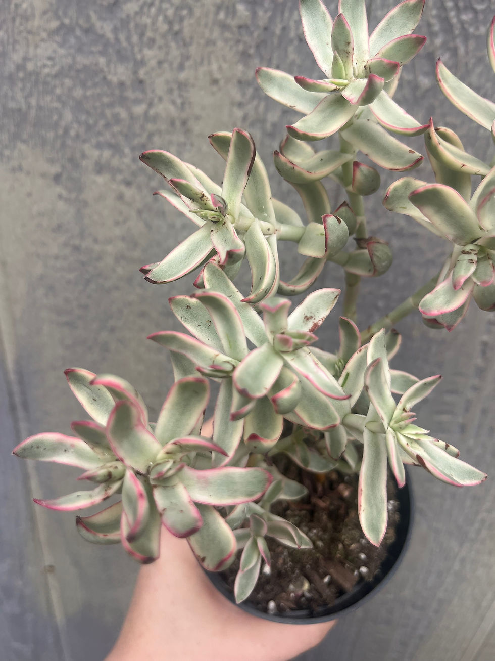 Thumbnail: 4" Crassula rubricaulis 'Candy Cane'
