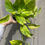 Thumbnail: 4" Neon Queen Pothos