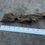 Thumbnail: 11" Dragon Bone Wood #54