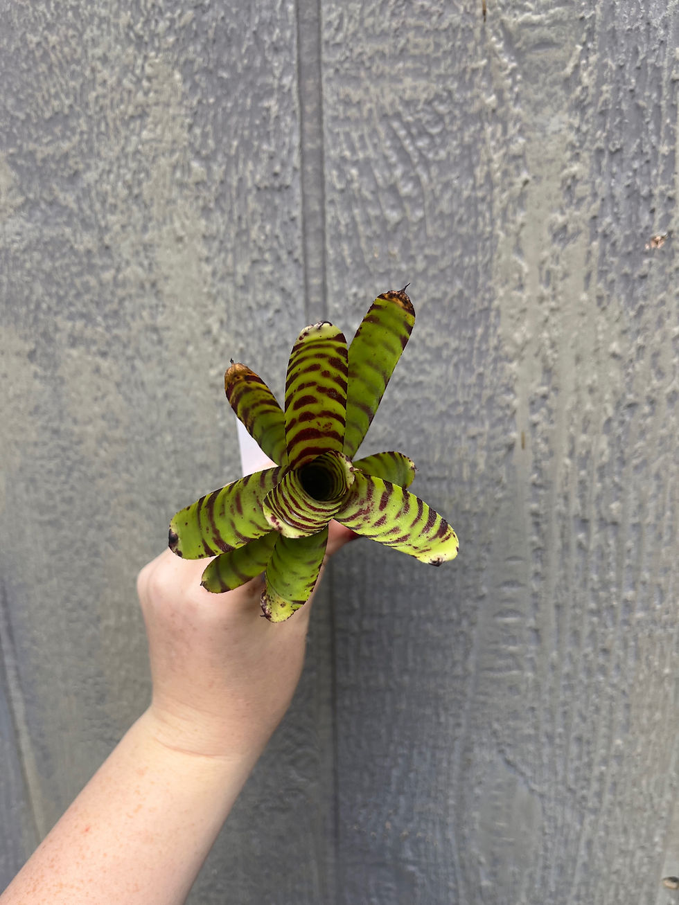 Thumbnail: Bromeliad neoregelia 'claris xililliputiana'