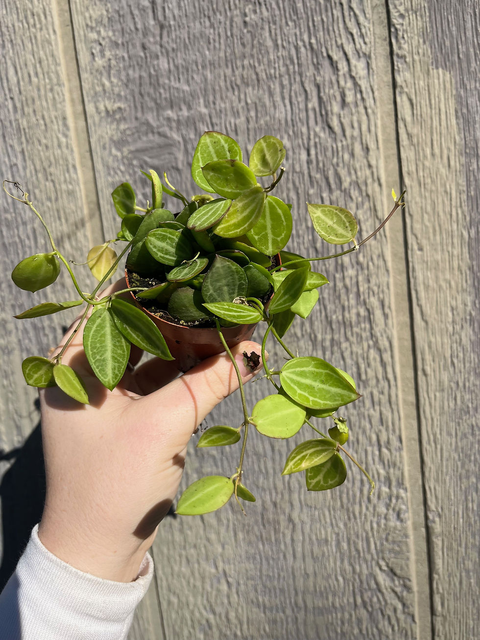 Thumbnail: 3.5" Dischidia Watermelon