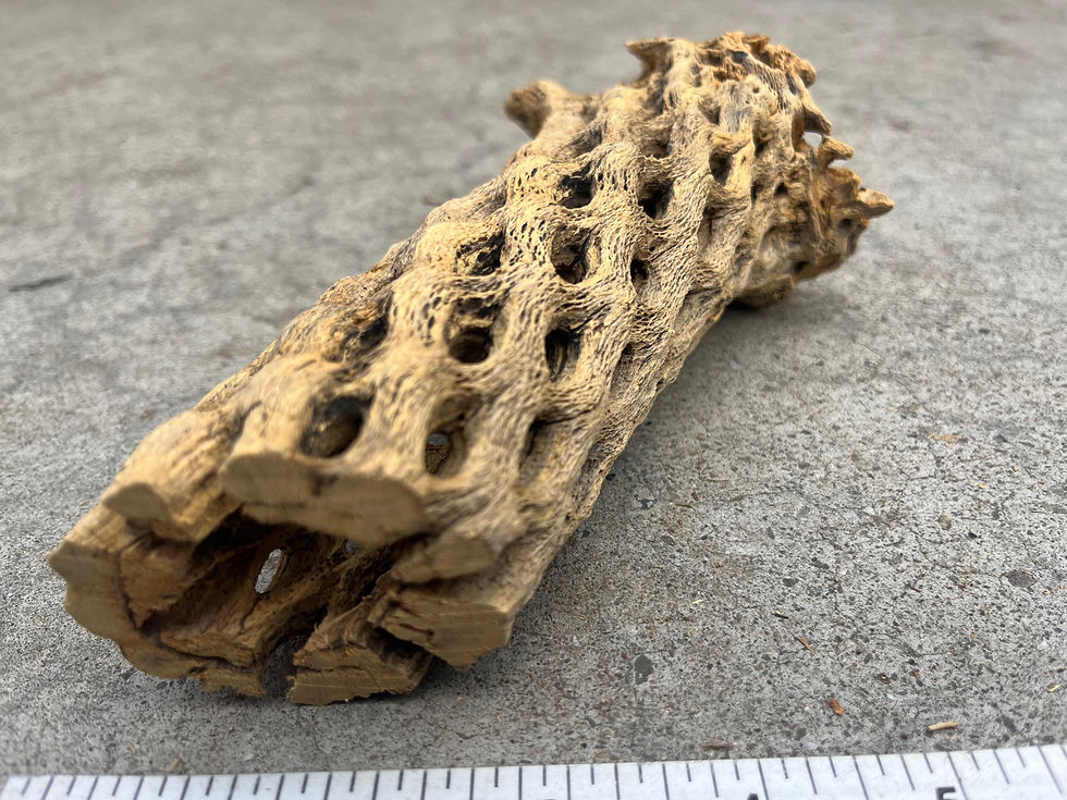 Thumbnail: 7.5" Cholla wood #52