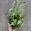Thumbnail: Pteris ensiformis 'Evergemiensis', Silver Lace Fern 4.5"