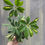 Thumbnail: schefflera arboricola variegata, Dwarf umbrella tree,4"