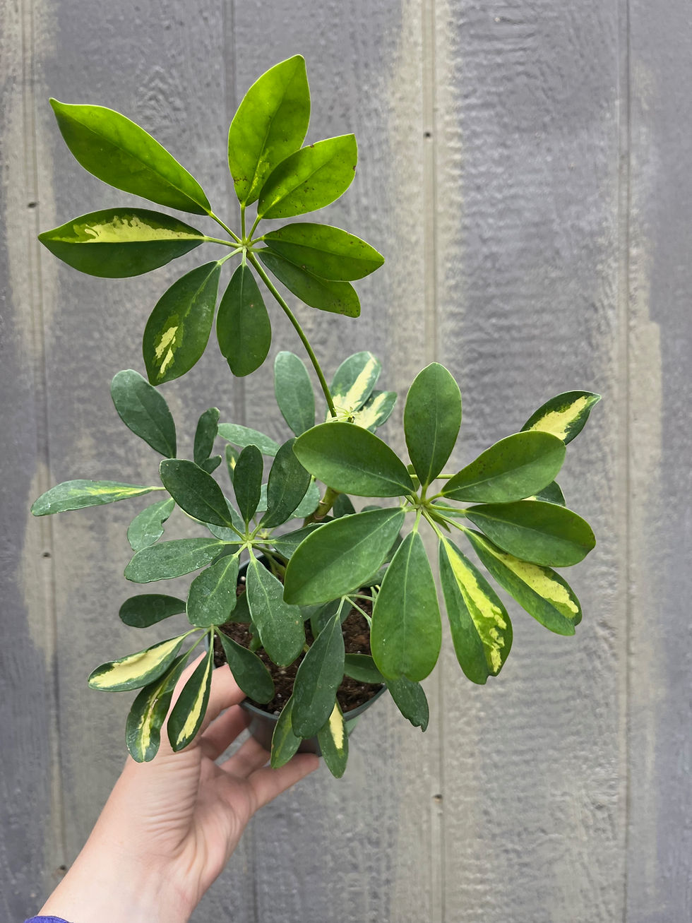 Thumbnail: schefflera arboricola variegata, Dwarf umbrella tree,4"
