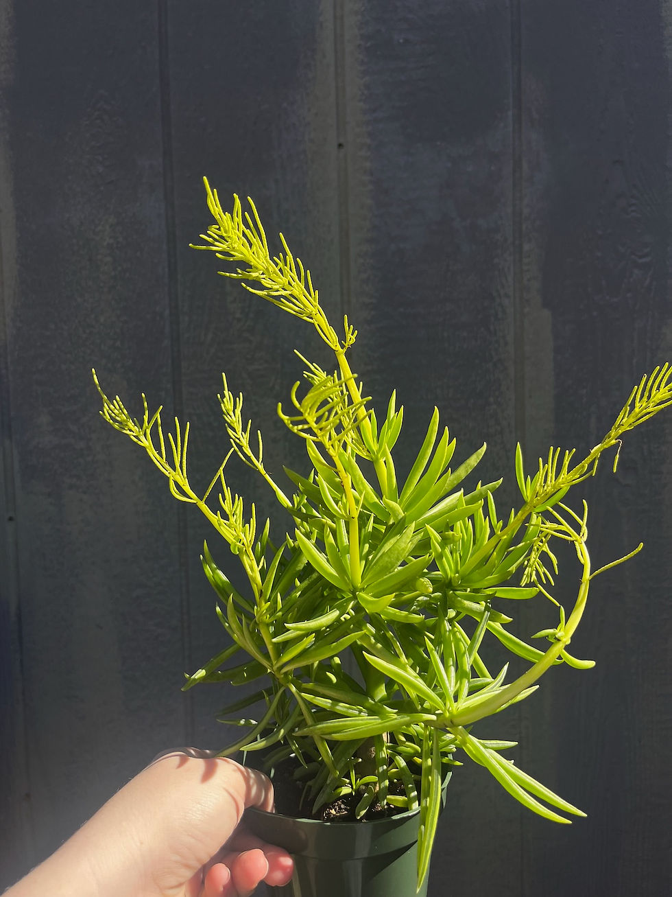 Thumbnail: 4" Happy Bean Plant, Peperomia ferreyrae