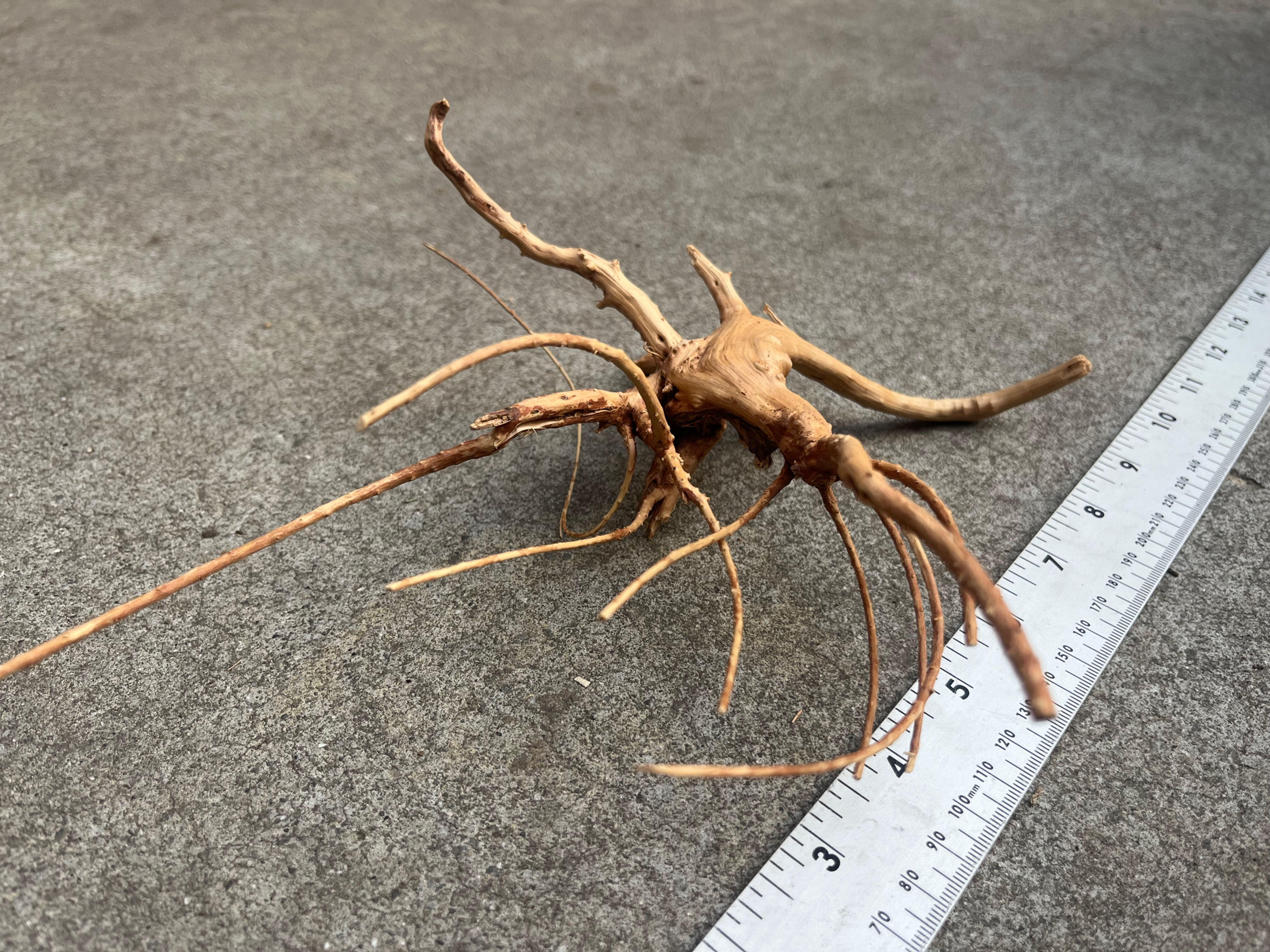 9" Spider Wood #43