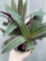 Thumbnail: 4" Rhoeo discolor, Tradescantia spathacea