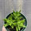 Thumbnail: Aloe juvenna hybrid, Tiger tooth Aloe, 4.5"