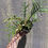 Thumbnail: 4"Philodendron Tortum