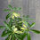 Thumbnail: schefflera arboricola variegata, Dwarf umbrella tree,4"
