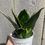 Thumbnail: 4" Sansevieria Hahnii, Snake Plant