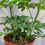 Thumbnail: 6" Schefflera arboricola, Dwarf Umbrella Tree