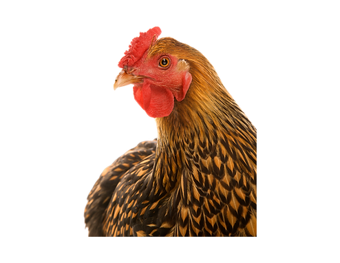 Untitled design (31).png