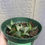 Thumbnail: 4" Haworthia venosa subsp. tessellata