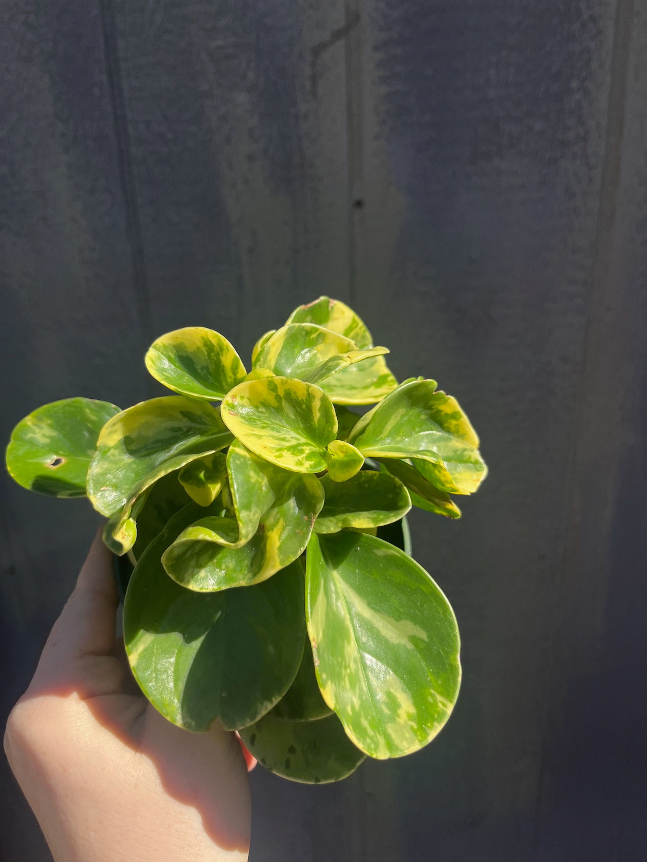 4" Peperomia obtustifolia 'Marble'