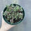 Thumbnail: 4" Sedum Spirium 'tricolor'